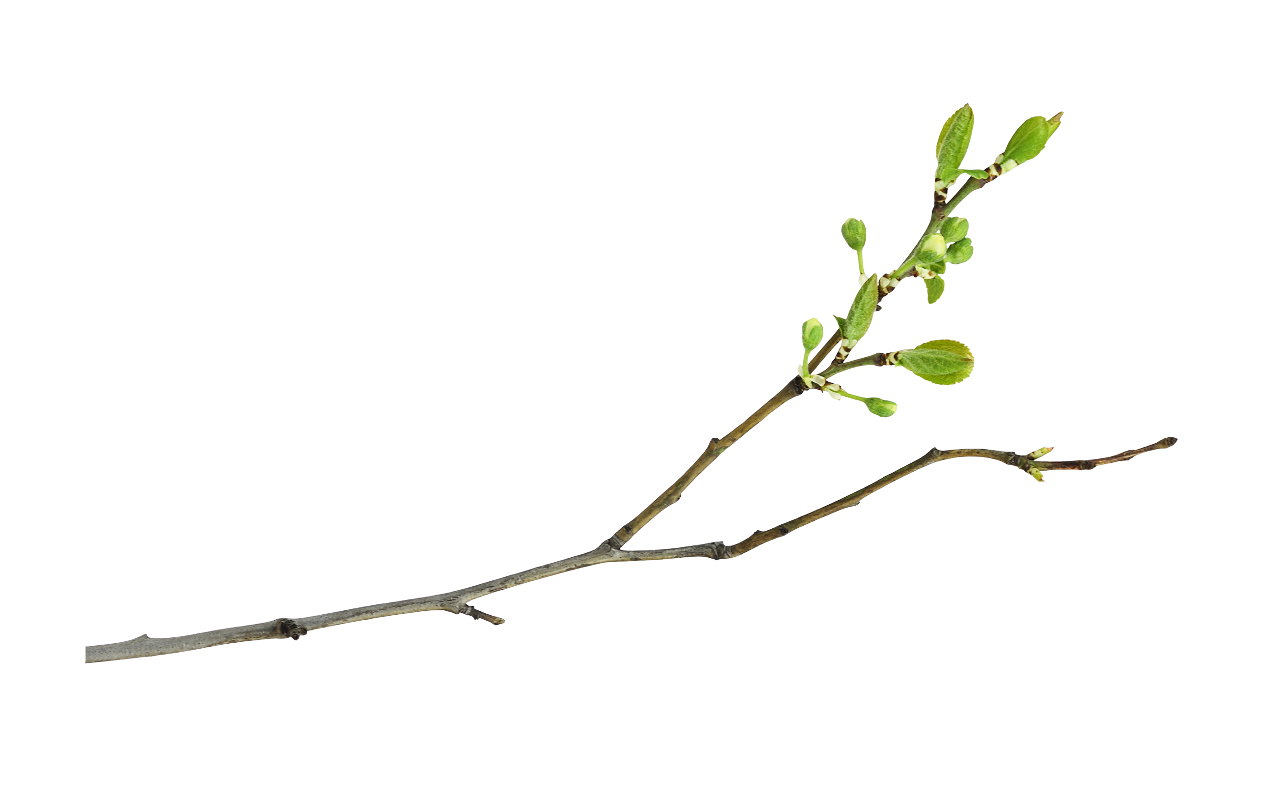 Cherry blossom branch